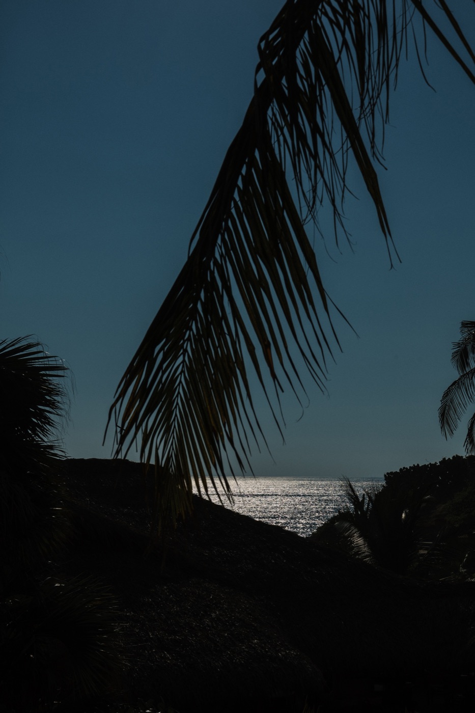 Palmera junto al mar al atardecer en Zicatela
